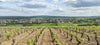 Domaine Lemoule, Coulanges-La-Vineuse Pinot Noir, Burgundy, France 2023