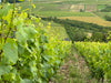 Domaine Olivier Morin, Tentation, Cremant de Bourgogne, France NV