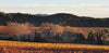 Mas de la Deveze, Cotes du Roussillon Villages Tautavel Red, France 2024
