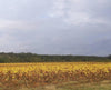 Domaine de La Colline, Muscadet Sevre et Maine Sur Lie, France 2025