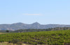 Mas de la Deveze, 'Pandore', Cotes du Roussillon White, France 2023